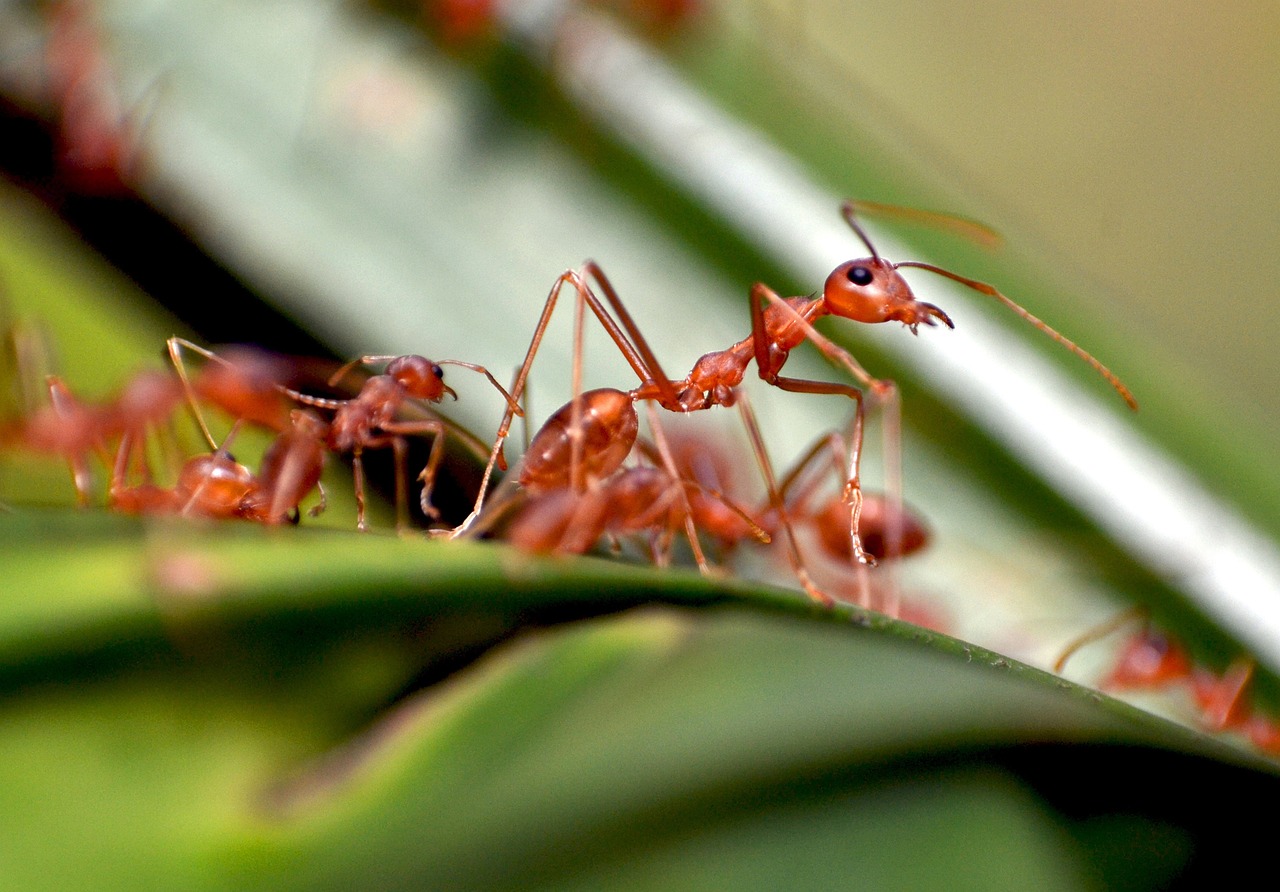 How to Make Your Own Natural Pest Repellent